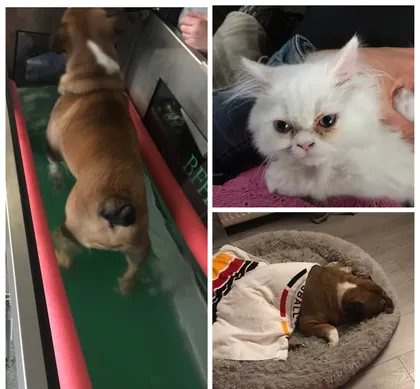 Tierkrankenversicherung