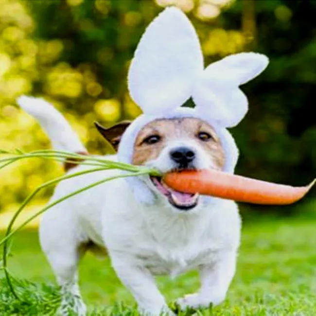 Wir wünschen unseren Kundinnen und Kunden ein fröhliches Osterfest und schöne Feiertage!