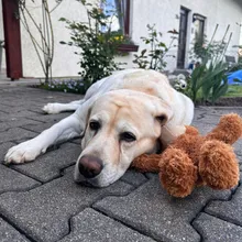 Hund Ronya