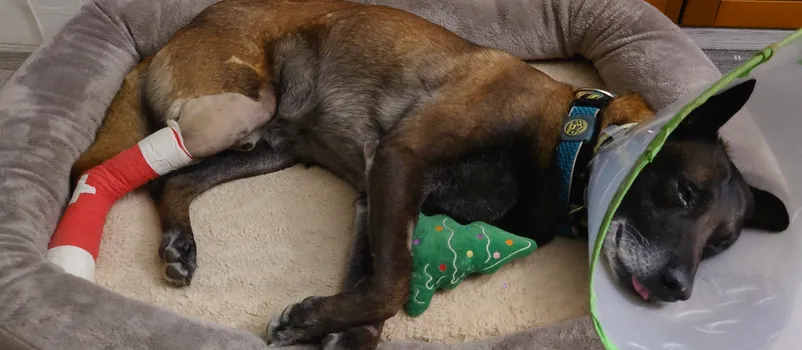 Weil Tiere Familie sind – OP- & Krankenversicherung für Ihren kleinen Seelentröster