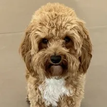 Bürohund  Arkani