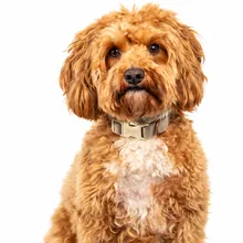 Bürohund  Arkani