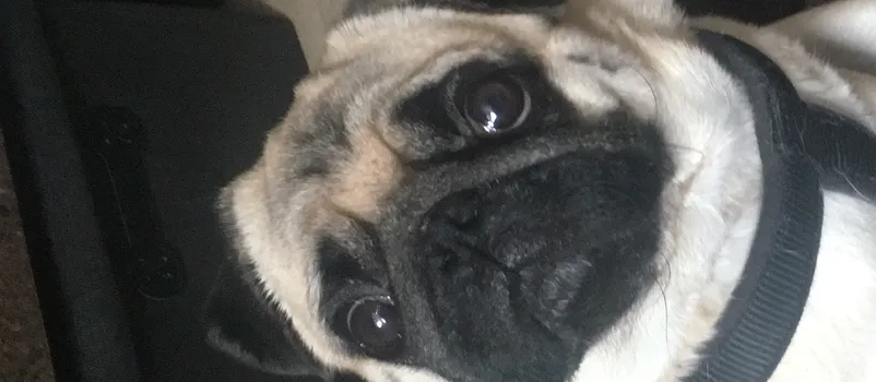 Lio