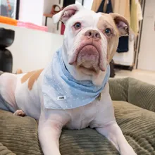 Pebbles Feelgood-Managerin 