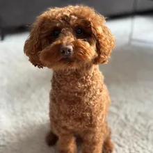 Timmy Göttgens-Kistermann