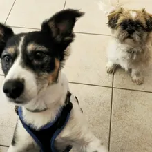 Louis &  Gizmo