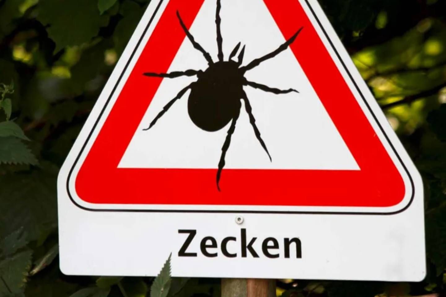 Ein Schild warnt vor Zecken im Wald. 