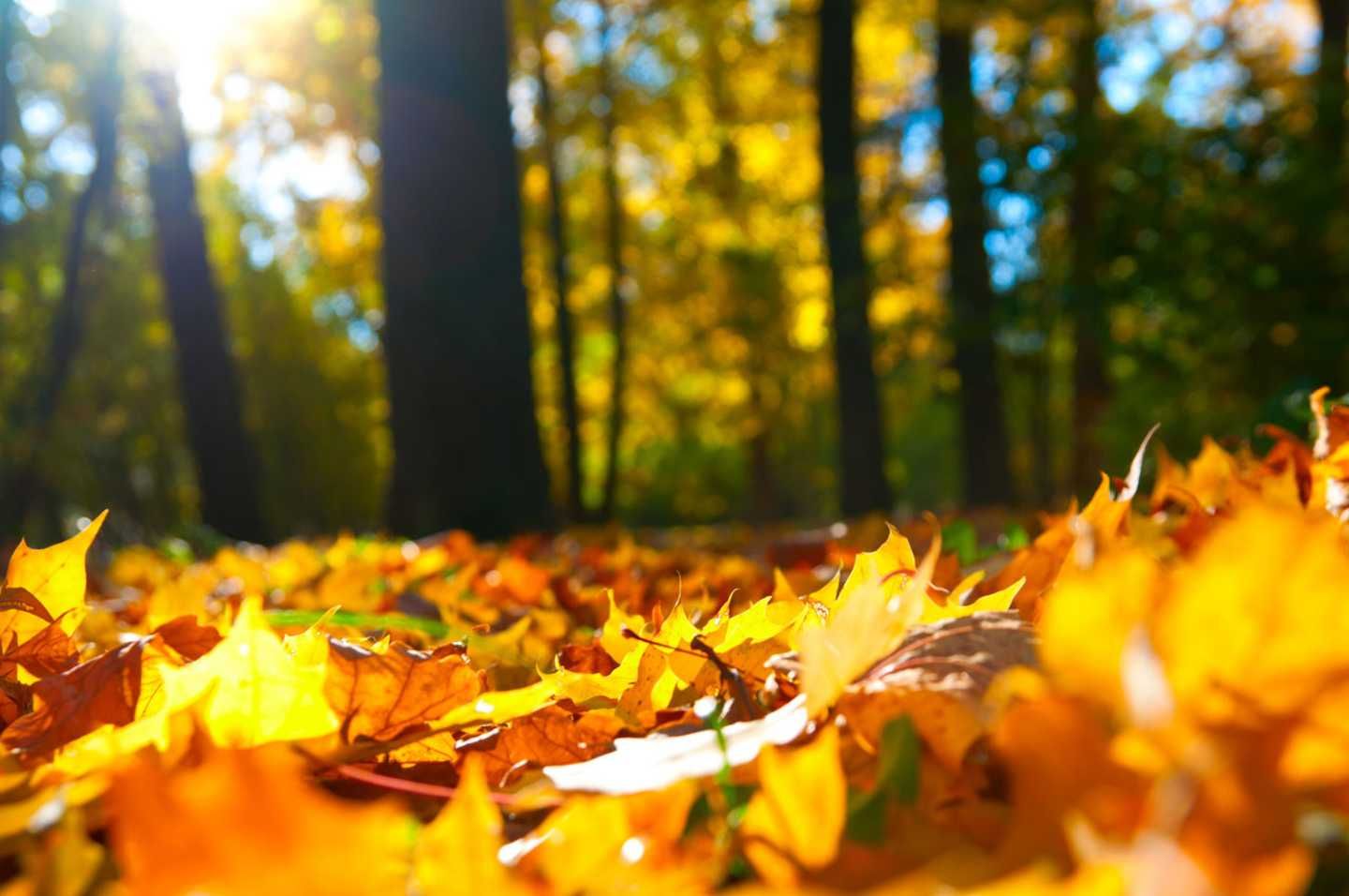 Bunt gefärbtes Laub liegt im Wald auf dem Boden.