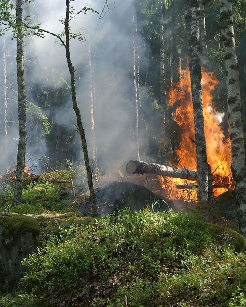 Trees are burning in a green forest