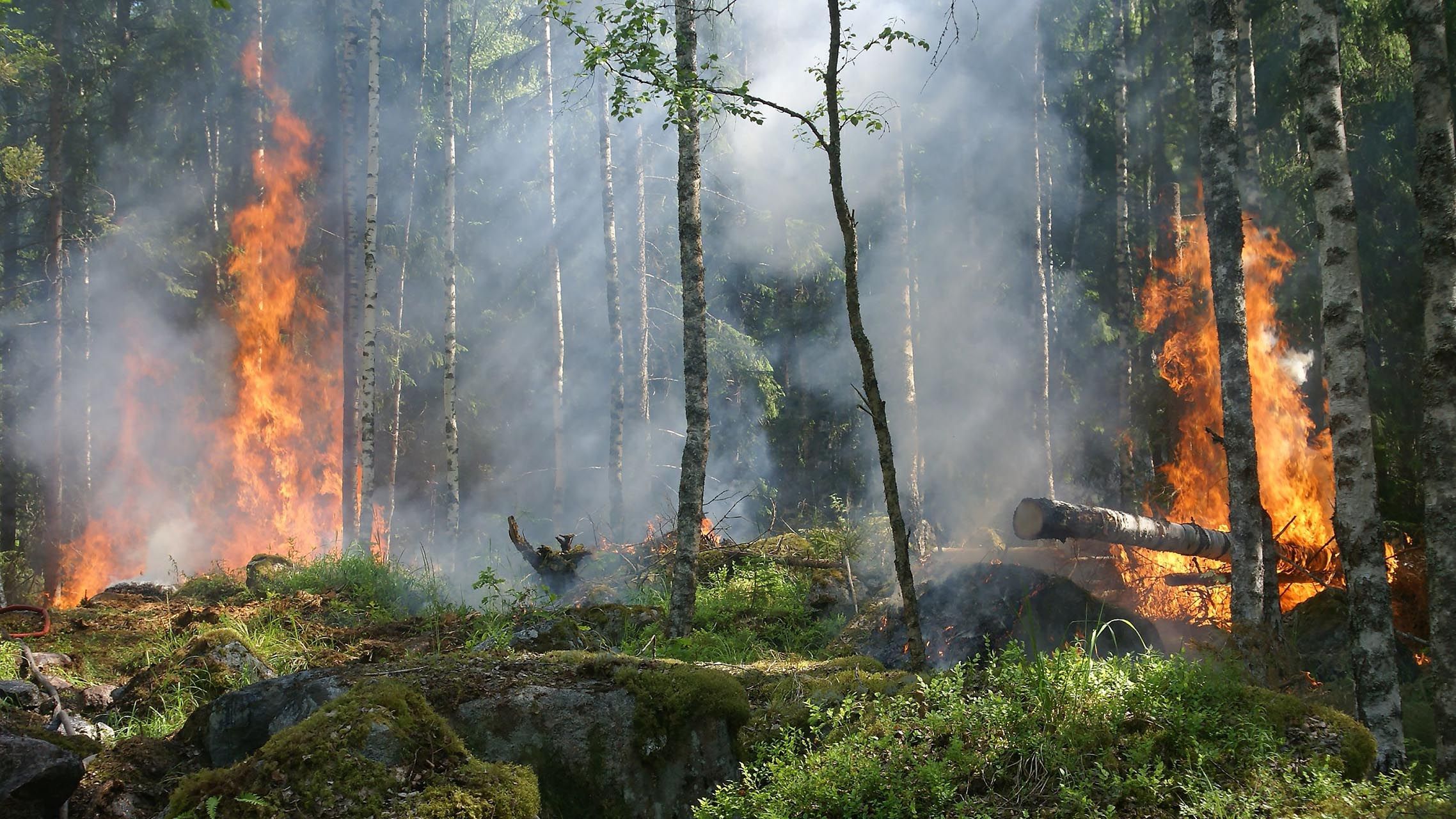 Waldbrand