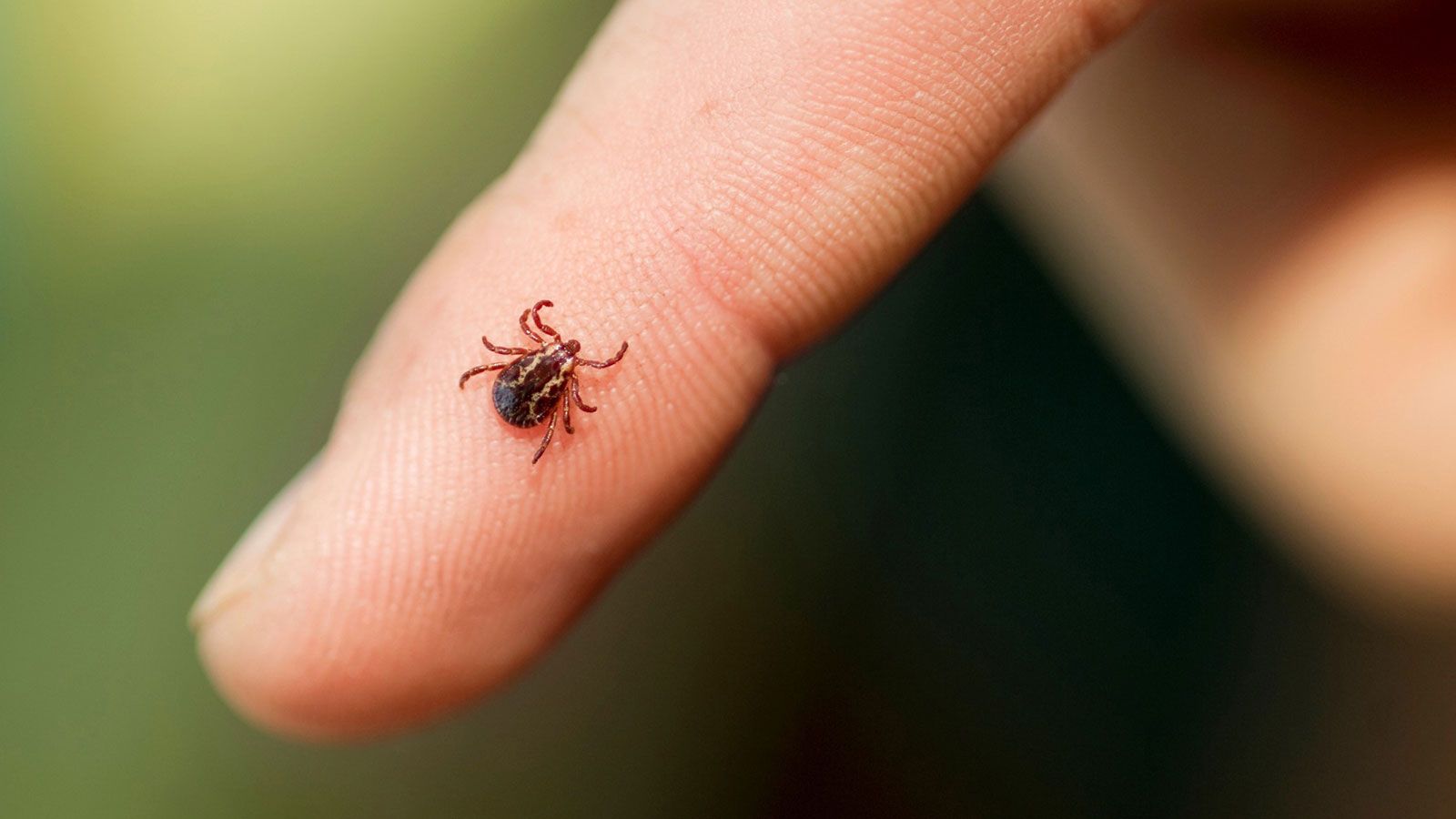 A tick is sitting on a human finger, visible on the skin.